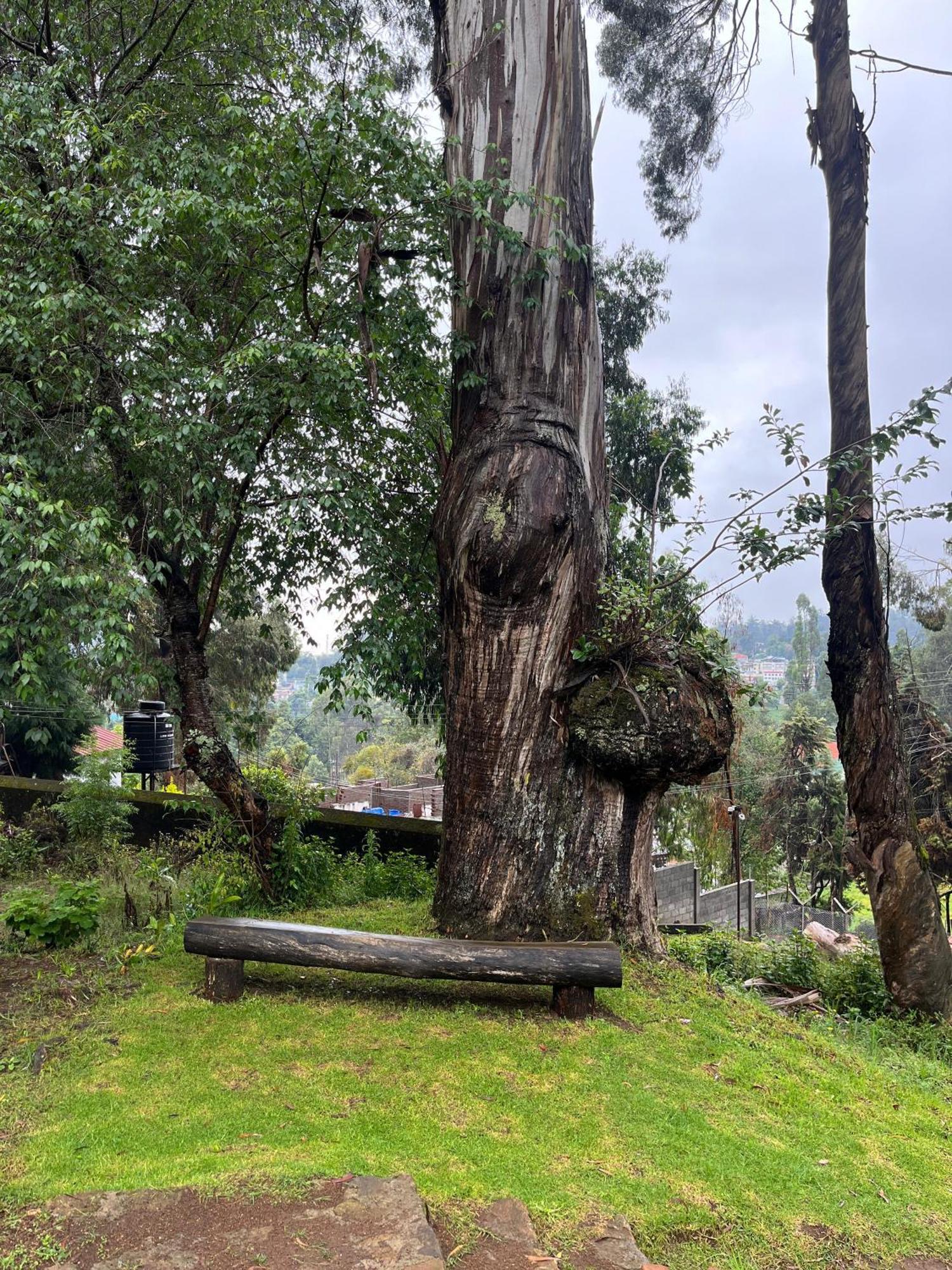Springdale Villa Kodaikanal Ngoại thất bức ảnh
